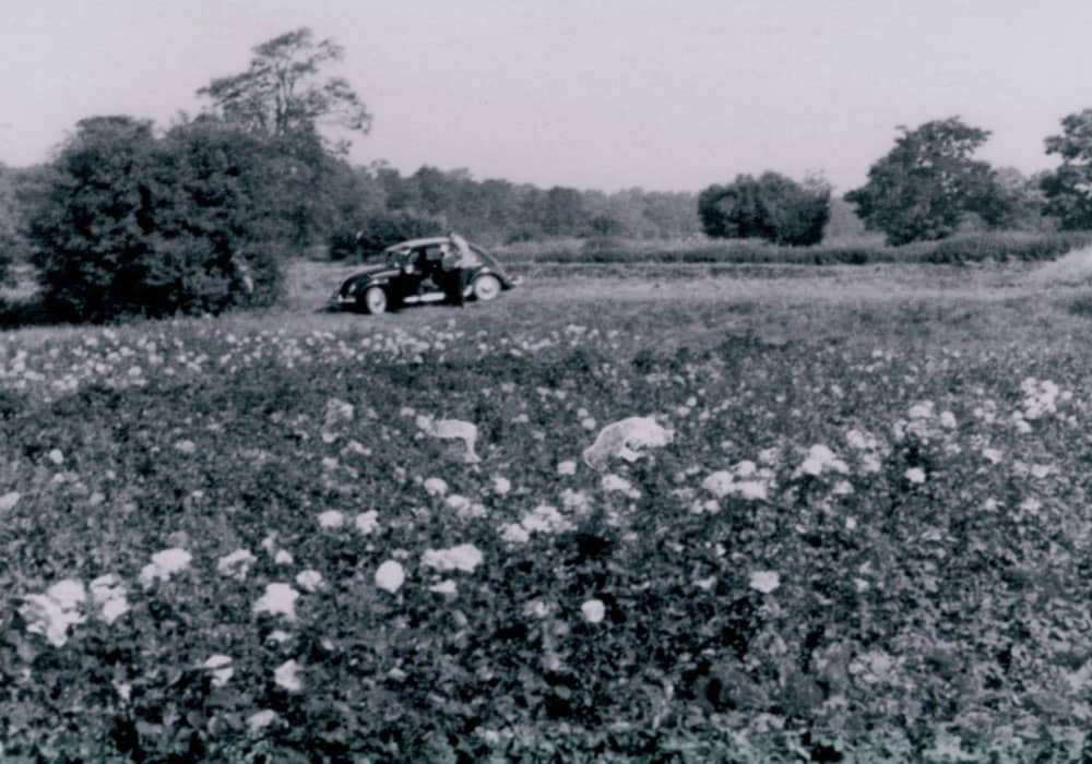 Schnittrosen Rieselfelder Gatow 1963