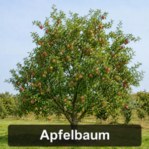 Apfelbaum
