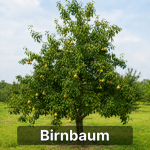 Birnbaum