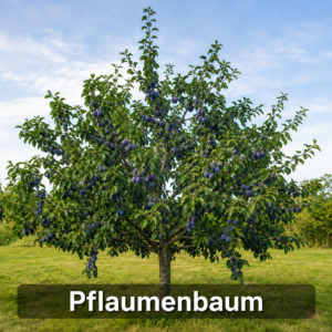 Pflaumenbaum